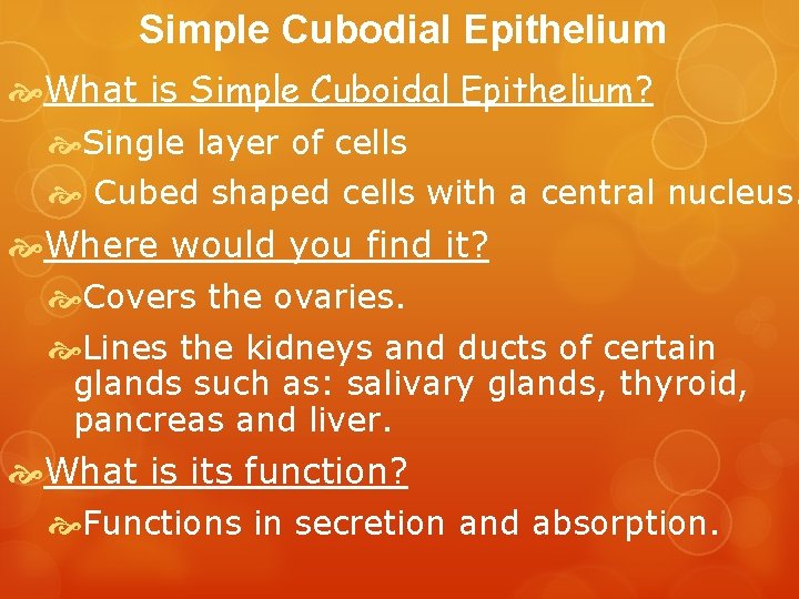 Simple Cubodial Epithelium What is Simple Cuboidal Epithelium? Single layer of cells Cubed shaped