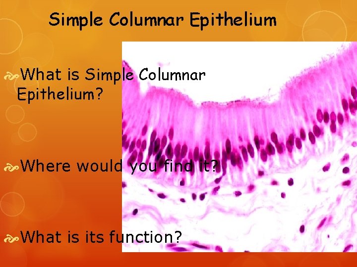 Simple Columnar Epithelium What is Simple Columnar Epithelium? Where would you find it? What