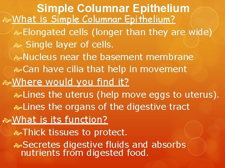 Simple Columnar Epithelium What is Simple Columnar Epithelium? Elongated cells (longer than they are