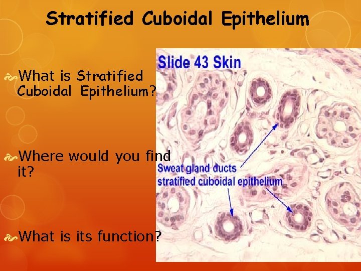 Stratified Cuboidal Epithelium What is Stratified Cuboidal Epithelium? Where would you find it? What