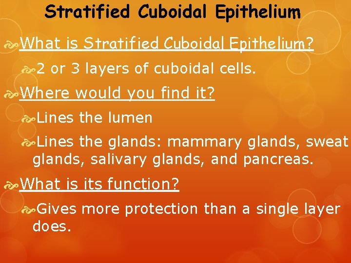 Stratified Cuboidal Epithelium What is Stratified Cuboidal Epithelium? 2 or 3 layers of cuboidal