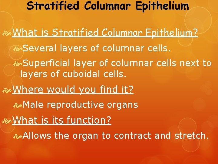 Stratified Columnar Epithelium What is Stratified Columnar Epithelium? Several layers of columnar cells. Superficial
