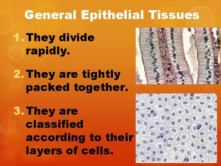 General Epithelial Tissues 1. They divide rapidly. 2. They are tightly packed together. 3.