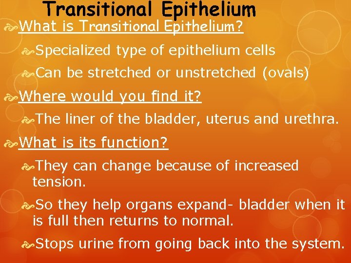 Transitional Epithelium What is Transitional Epithelium? Specialized type of epithelium cells Can be stretched