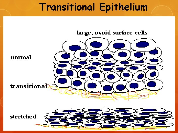 Transitional Epithelium 
