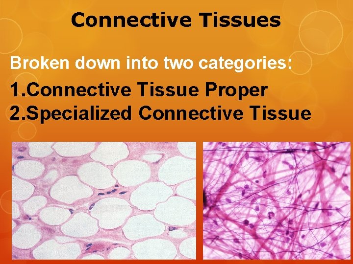 Connective Tissues Broken down into two categories: 1. Connective Tissue Proper 2. Specialized Connective
