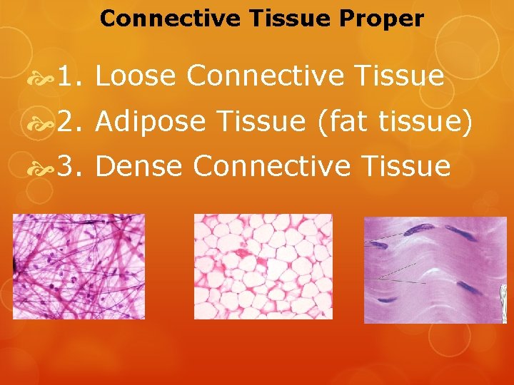 Connective Tissue Proper 1. Loose Connective Tissue 2. Adipose Tissue (fat tissue) 3. Dense
