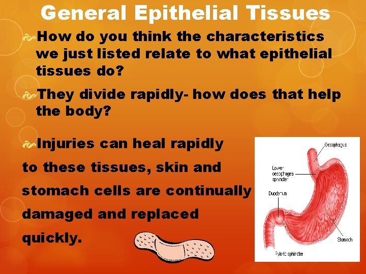 General Epithelial Tissues How do you think the characteristics we just listed relate to