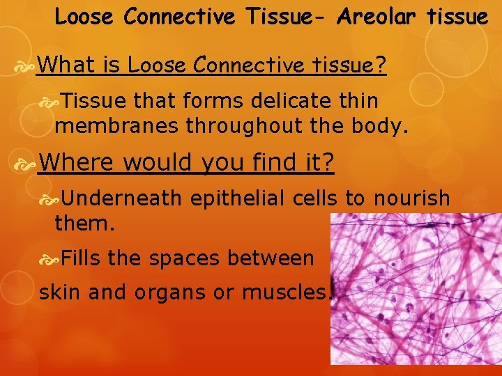 Loose Connective Tissue- Areolar tissue What is Loose Connective tissue? Tissue that forms delicate