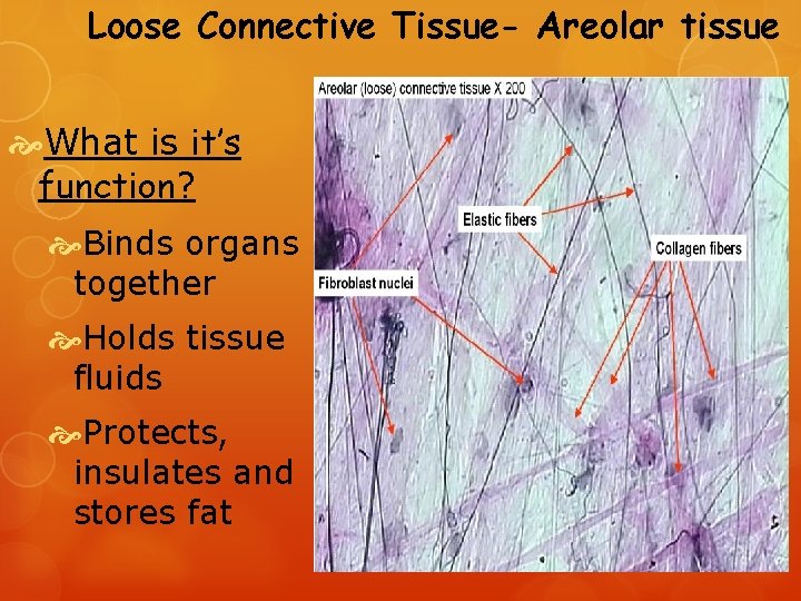 Loose Connective Tissue- Areolar tissue What is it’s function? Binds organs together Holds tissue