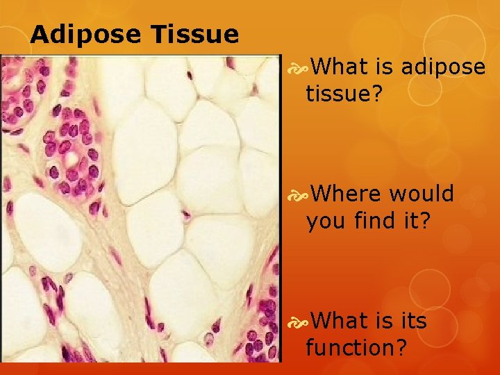 Adipose Tissue What is adipose tissue? Where would you find it? What is its