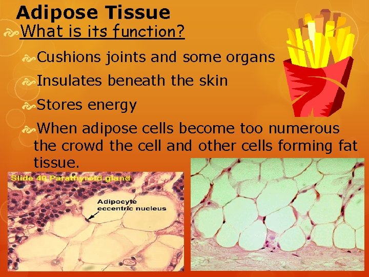 Adipose Tissue What is its function? Cushions joints and some organs Insulates beneath the