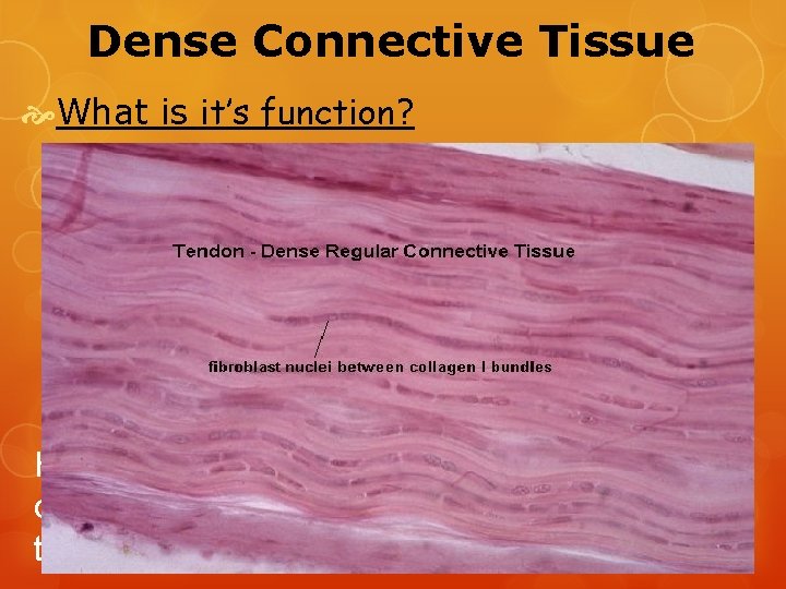 Dense Connective Tissue What is it’s function? Binds body parts together through tendons (muscle