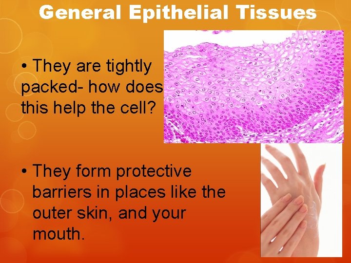 General Epithelial Tissues • They are tightly packed- how does this help the cell?