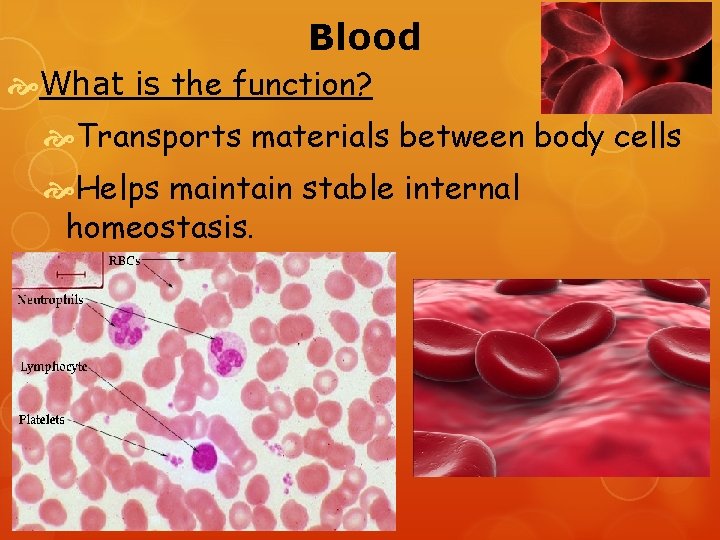 Blood What is the function? Transports materials between body cells Helps maintain stable internal