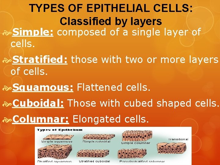 TYPES OF EPITHELIAL CELLS: Classified by layers Simple: composed of a single layer of