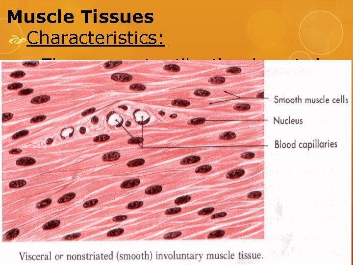 Muscle Tissues Characteristics: They are contractile- the elongated cells can shorten and lengthen. As