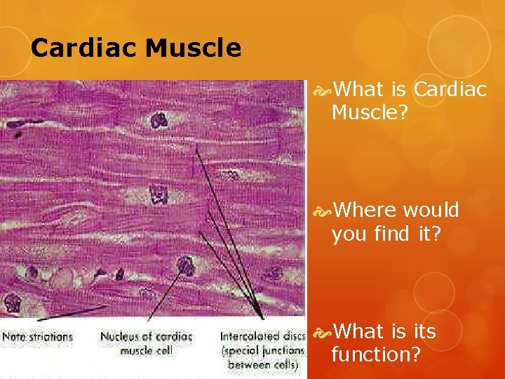 Cardiac Muscle What is Cardiac Muscle? Where would you find it? What is its