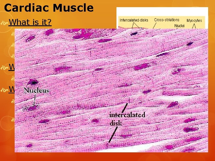 Cardiac Muscle What is it? Cells are striated and joined end to end. One