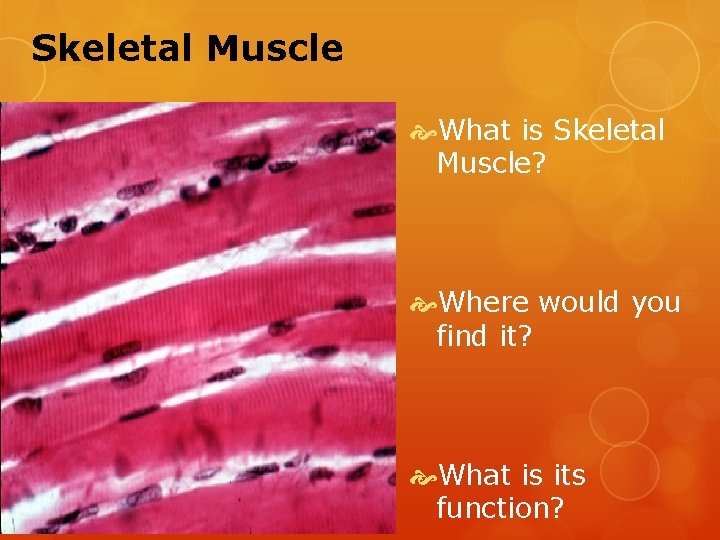 Skeletal Muscle What is Skeletal Muscle? Where would you find it? What is its
