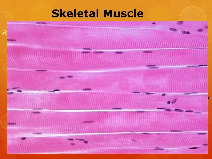 Skeletal Muscle What is its function? Nerves stimulate the muscle fiber to contract and