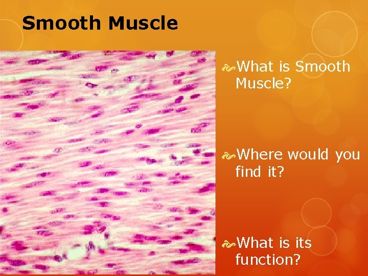 Smooth Muscle What is Smooth Muscle? Where would you find it? What is its