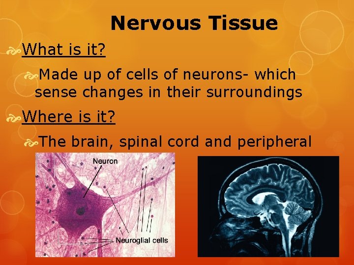 Nervous Tissue What is it? Made up of cells of neurons- which sense changes