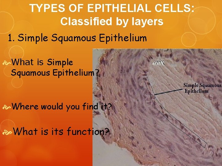 TYPES OF EPITHELIAL CELLS: Classified by layers 1. Simple Squamous Epithelium What is Simple