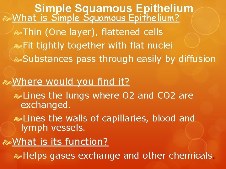 Simple Squamous Epithelium What is Simple Squamous Epithelium? Thin (One layer), flattened cells Fit