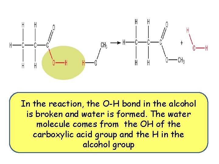 In the reaction, the O-H bond in the alcohol is broken and water is