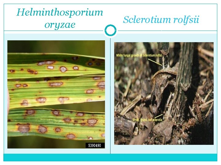 oryzae helminthosporium pengertian)
