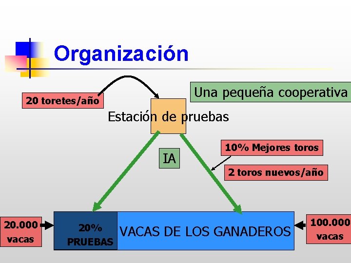 Organización Una pequeña cooperativa 20 toretes/año Estación de pruebas IA 10% Mejores toros 2