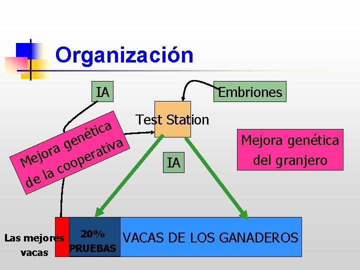 Organización IA Embriones Test Station a c i t é n e a g