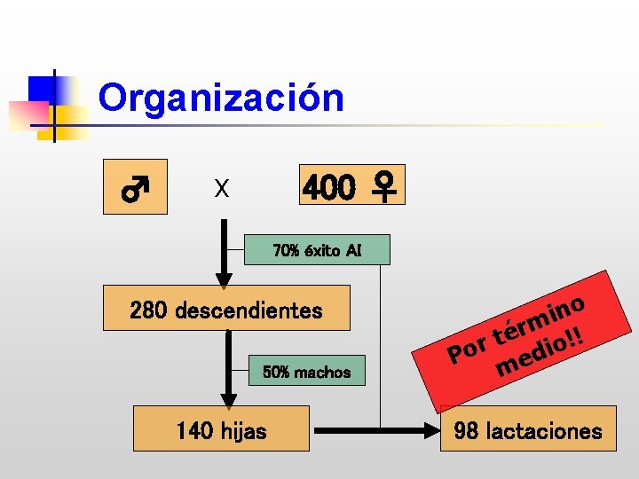 Organización ♂ 400 ♀ X 70% éxito AI 280 descendientes 50% machos 140 hijas