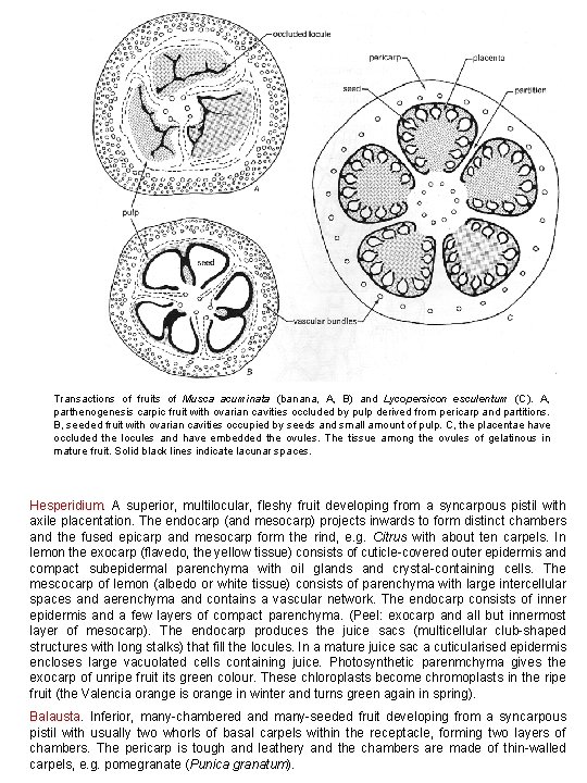 Transactions of fruits of Musca acuminata (banana, A, B) and Lycopersicon esculentum (C). A,