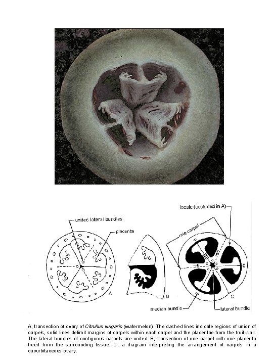 A, transection of ovary of Citrullus vulgaris (watermelon). The dashed lines indicate regions of