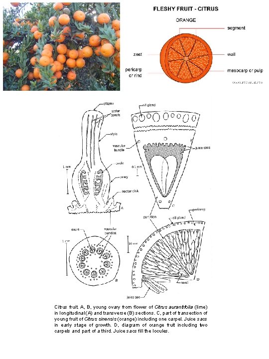 Citrus fruit. A, B, young ovary from flower of Citrus aurantifolia (lime) in longitudinal