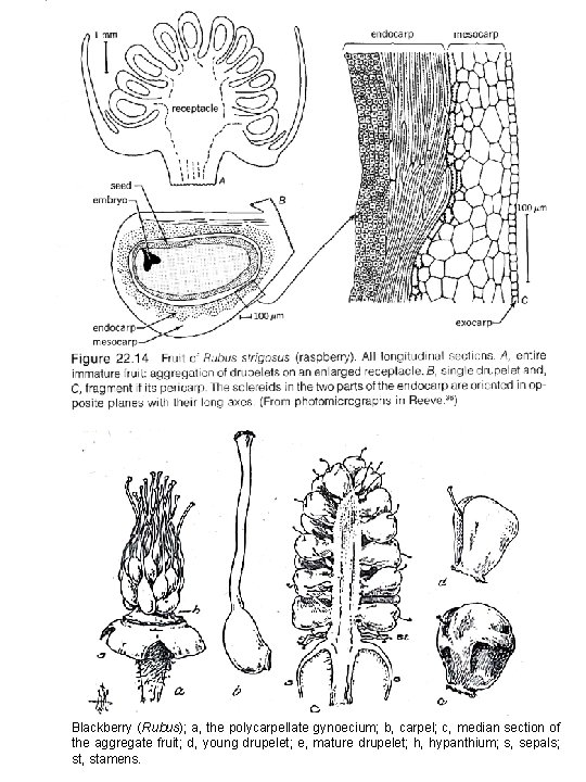 Blackberry (Rubus); a, the polycarpellate gynoecium; b, carpel; c, median section of the aggregate