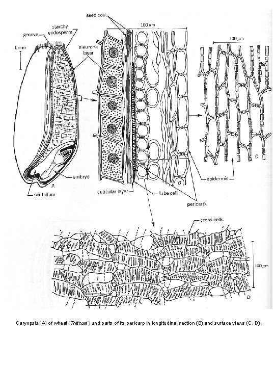 Caryopsis (A) of wheat (Triticum) and parts of its pericarp in longitudinal section (B)