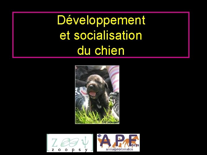 Développement et socialisation du chien 