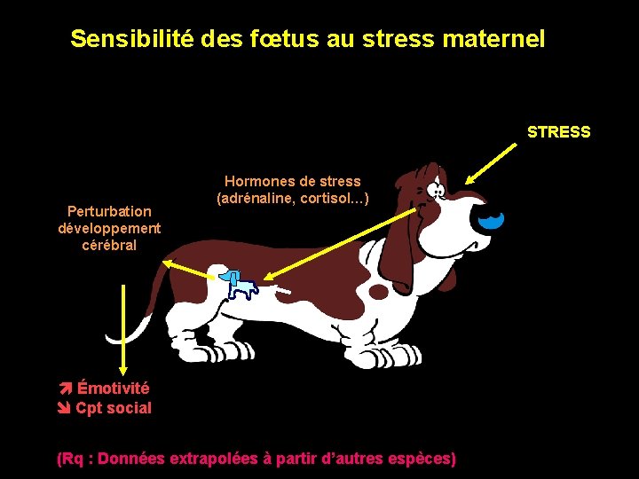 Sensibilité des fœtus au stress maternel STRESS Perturbation développement cérébral Hormones de stress (adrénaline,