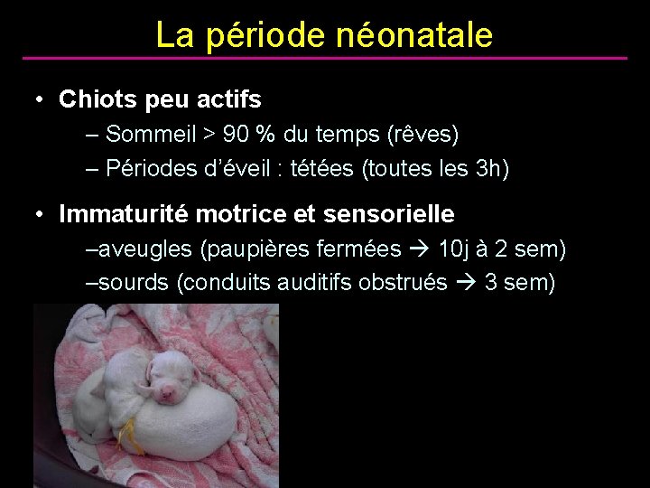 La période néonatale • Chiots peu actifs – Sommeil > 90 % du temps
