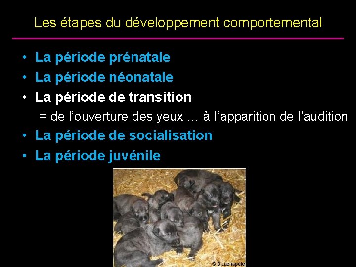 Les étapes du développement comportemental • La période prénatale • La période néonatale •
