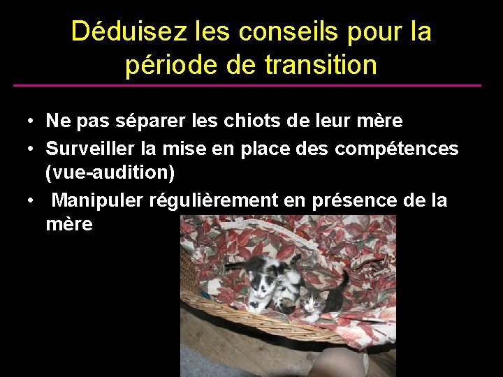 Déduisez les conseils pour la période de transition • Ne pas séparer les chiots