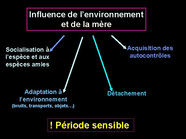 Influence de l’environnement et de la mère Socialisation à l’espèce et aux espèces amies