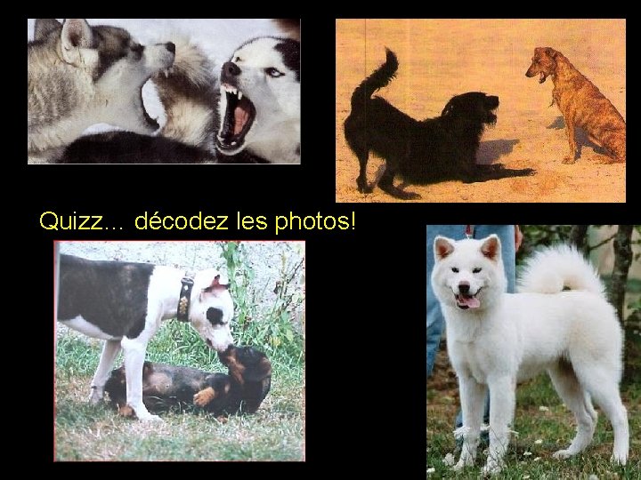 Quizz… décodez les photos! 