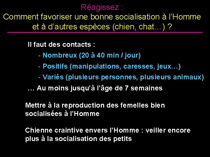 Réagissez : Comment favoriser une bonne socialisation à l’Homme et à d’autres espèces (chien,