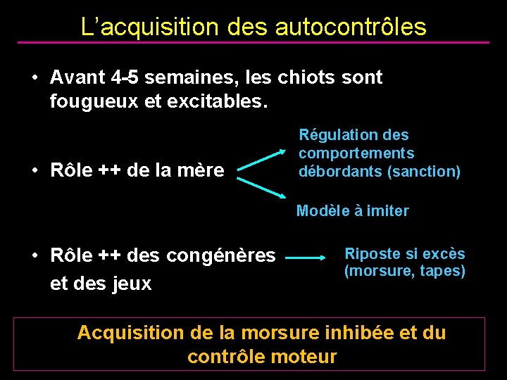 L’acquisition des autocontrôles • Avant 4 -5 semaines, les chiots sont fougueux et excitables.