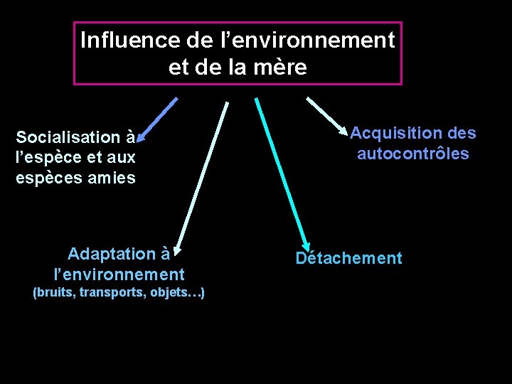 Influence de l’environnement et de la mère Socialisation à l’espèce et aux espèces amies