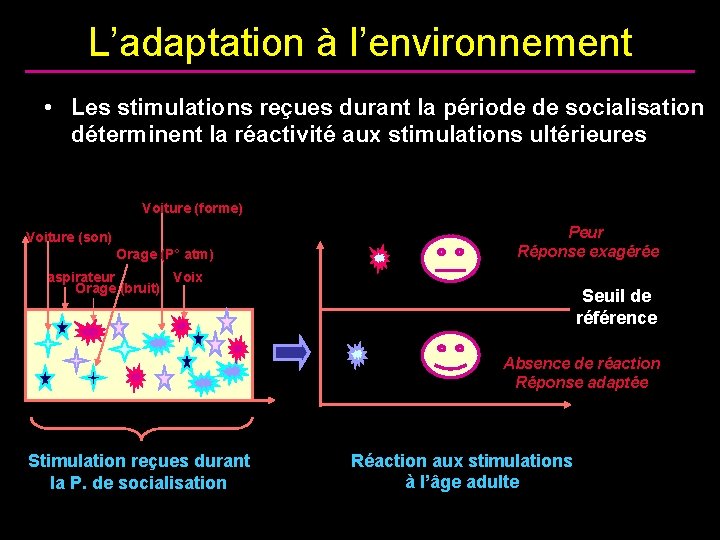 L’adaptation à l’environnement • Les stimulations reçues durant la période de socialisation déterminent la